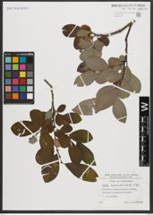 Foto von Salix appendiculata Vill.